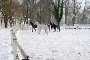 horses on white winter iced snowy background isolated
