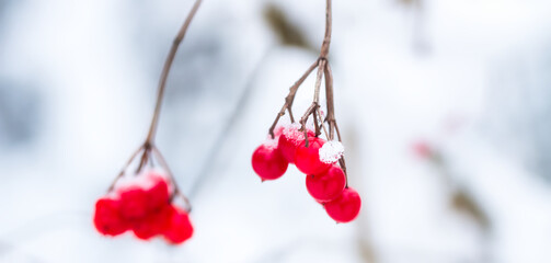 Close-up einer Rote Beere mit Schnee bedeckt .