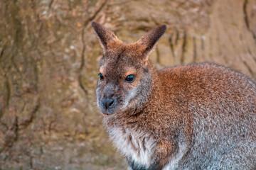 a portrait of a red necked bennett wallaby