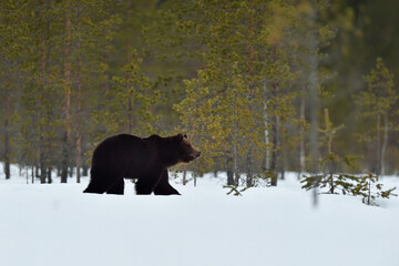 Obraz na płótnie Canvas Brown bear (ursus arctos) walking on snowy taiga landscape