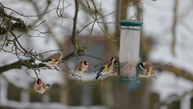 V&ouml;gel (Stieglitze, Carduelis carduelis, Diestelfink), Gr&uuml;nfink) rangeln um die beste Position an der Futters&auml;ule im Winter