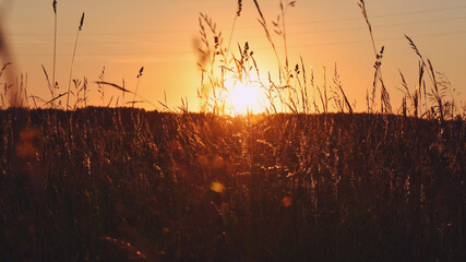 Silhouette of grass with setting or the rising sun over the forest in the background, golden hour