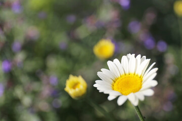 Comet White Marguerite Daisy Closeup with Purple Catmint Flowers in the Background