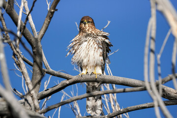 Red-tailed Hawk - Juvenile