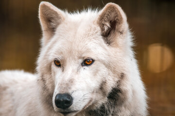 Naklejka na ściany i meble a white arctic polar wolf