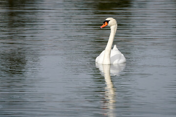 Mute Swan