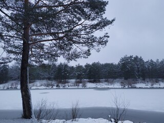 Winter landscape. Forest and lake under the snow. Snowy January. Nature in winter.