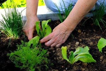 Woman is planting a salad. Female farm worker hand harvesting green fresh ripe organic salad in garden bed.
