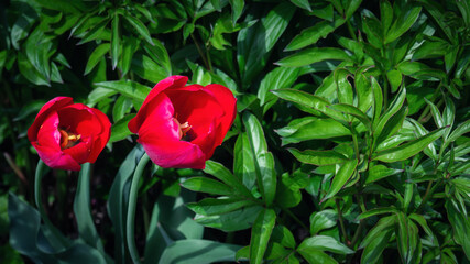 Two red tulip flowers between green lush leaves in sunny day, nature fresh plants background. Selective focus, top view.