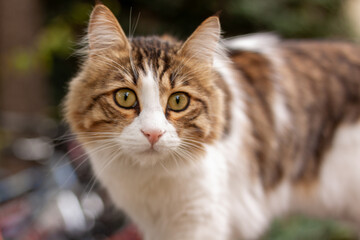 Fototapeta na wymiar portrait of a cat in fall