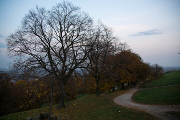 Avenue of trees during late autumn in Cracow, Poland