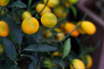 Close-up small decorative tangerine tree with fruits, natural plant background.