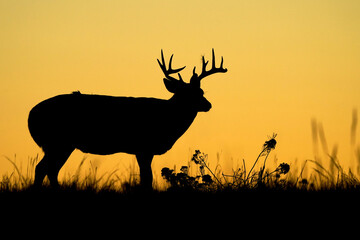 Fototapeta na wymiar White-tailed Buck Sunrise Silhouette