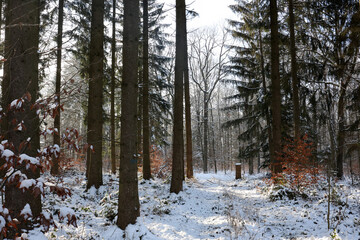 Snow in the forest on an early frosty morning