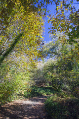 Fototapeta premium Cable mountain in Rome. The sacred way and woods in autumn. Colors, nature and a fairytale landscape
