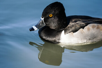 Ring-necked Duck