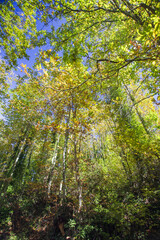 Fototapeta na wymiar Cable mountain in Rome. The sacred way and woods in autumn. Colors, nature and a fairytale landscape
