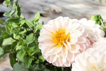 Beautiful summer dahlia flower of pink shade close-up with a wooden background with a place for an inscription selective focus.