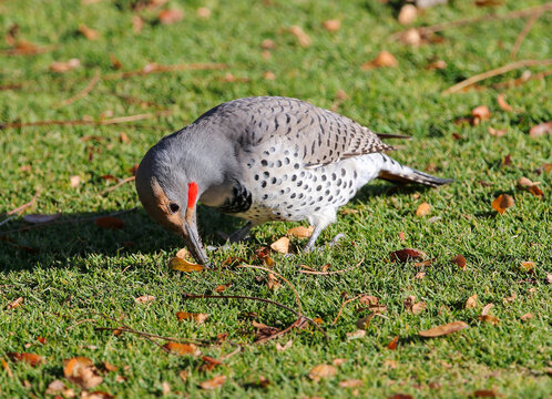 A Red-shafted Flicker Hard At Work Digging Into A Lawn With Its Beak, Looking For Grubs And Ants To Eat.