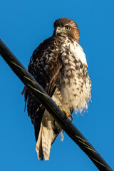 Portrait of hawk perched on a power line in front of sunny blue sky staring