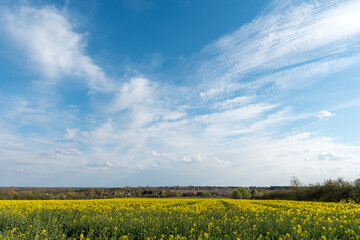 Yellow rape flowers in the field. Rural and spring landscape. Blooming fields.