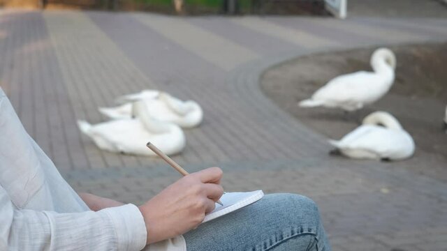 Woman makes a picture in the park. A view of a drawing female's hand on the bench in the park with swans.