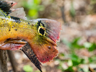 Amazonia, fish