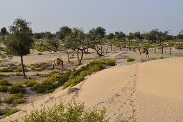 Fototapeta na wymiar Small trees, shrubs and camels on the dunes of Sharqiya Sands, in Oman.