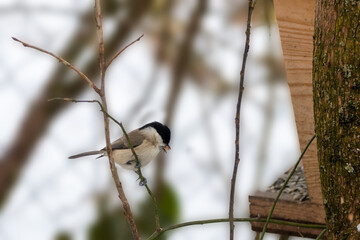 Vogel an der Winterfütterung