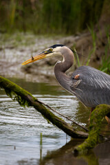 Portrait of coastal great blue heron in water eating fish in beak with green background