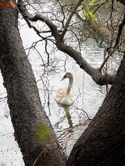 Junger Schwan schwimmt im Winter auf einem See unter einem Baum