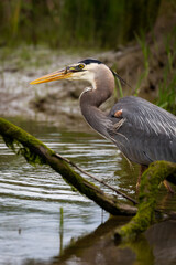 Portrait of coastal great blue heron in water eating fish in beak with green background