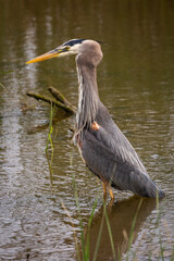 Portrait of coastal great blue heron in water eating fish in beak with green background