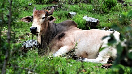 cow on pasture