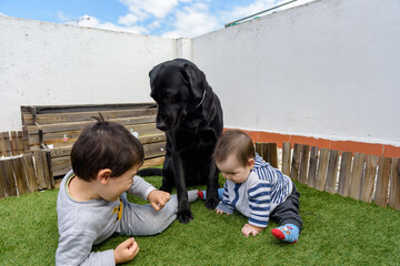 Simpáticos niños pequeños jugando en jardin de casa sentados en cesped con perro labrador negro