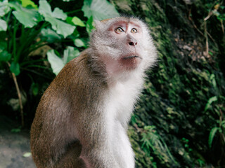 Wistful-looking long-tailed macaque at Batu caves
