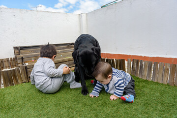 Simpáticos niños pequeños jugando en jardin de casa sentados en cesped con perro labrador negro