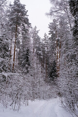 Tall pines covered in snow with orange trunks in a winter forest.