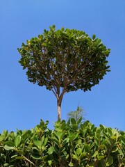 green tree with blue sky