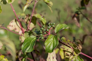 Fototapeta na wymiar Unripe green berries on a dogwood branch (lat.Cornus sanguinea)