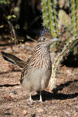 Roadrunner Frontal