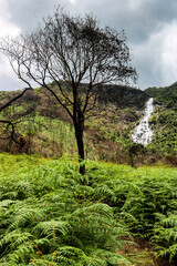 Tropical forest with dry tree and waterfall in the background
