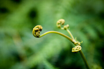 Bud of a fern growing in the forest after wildfire