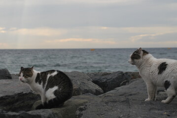 cat and seaside
