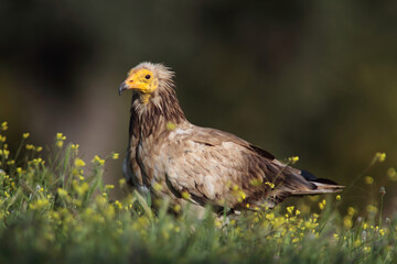 The Egyptian vulture (Neophron percnopterus)