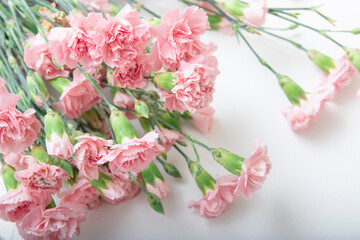 Small bouquet of pink carnations in on a white background, copy space