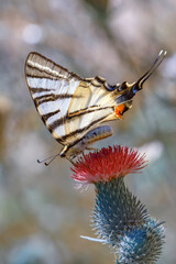 Macro shots, Beautiful nature scene. Closeup beautiful butterfly sitting on the flower in a summer garden.