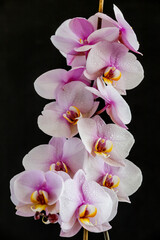 Fototapeta na wymiar Beautiful tropical orchid flowers.Purple Orchids Vanda in the orchids Farm.isolated on a black background. Space for text