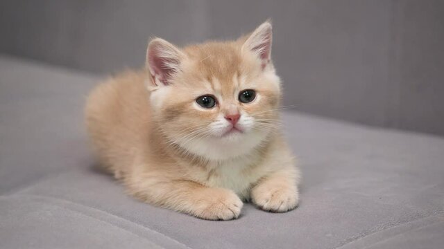 Scottish Fold kitten lies on the couch and looks around. Young Scottish Fold cat