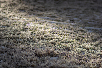 Frost on the grass in the early morning in the mountains